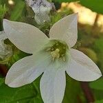 Campanula lactiflora फूल