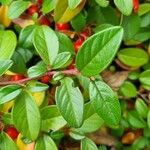 Cotoneaster dammeri पत्ता