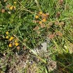 Bupleurum ranunculoides Συνήθη χαρακτηριστικά