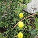 Ononis striata Flower