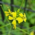 Sisymbrium orientale Blomst