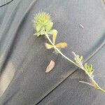 Trifolium lappaceum 葉