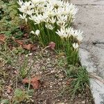 Zephyranthes candida 整株植物