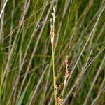 Juncus subulatus 果