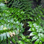 Cyrtomium falcatum 形態