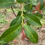 Syzygium paniculatum Leaf