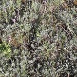 Artemisia campestris Habit