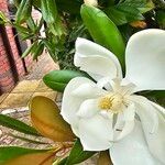 Magnolia virginiana 花