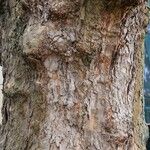 Acer buergerianum Schors