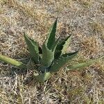 Agave salmiana Leaf