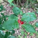 Elaeagnus multiflora 叶