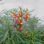 Lobelia laxiflora Fiore