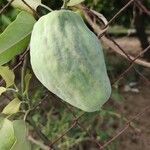 Araujia sericifera Fruit