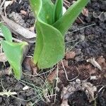 Anacamptis fragrans Folio