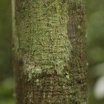 Virola michelii Corteza