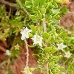 Lycium chilense 花