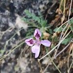 Erodium glandulosumBlomst