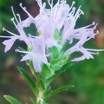 Thymbra capitata Flower