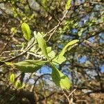 Commiphora madagascariensis 葉