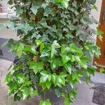 Hedera canariensis عادت