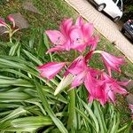 Crinum bulbispermum Lorea