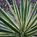 Yucca flaccida Leaf