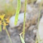 Cleome oxypetala Fruit