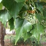 Populus x canadensis Leaf