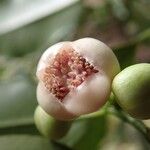 Garcinia puat Plod