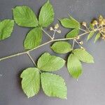 Rubus pallidus Other