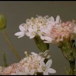 Chaenactis stevioides Kukka