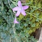 Campanula portenschlagiana Altul/Alta