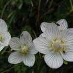 Parnassia palustris 花