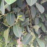 Ficus elastica Roxb.ᱥᱟᱠᱟᱢ