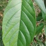 Citharexylum myrianthum Blatt