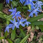 Scilla siberica Blatt