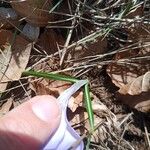 Crocus neapolitanus Leaf