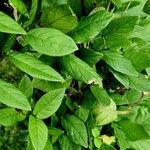 Cobaea scandens Blad