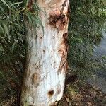 Eucalyptus globulus Žievė