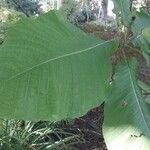 Magnolia macrophylla Leaf