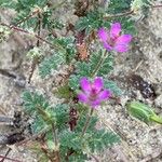 Erodium lebelii ഇല