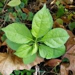 Orthilia secunda Leaf