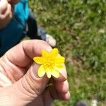 Ranunculus californicus Flor