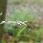 Melica uniflora Fruit