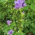 Campanula glomerata Flower