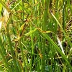 Cyperus longus موطن