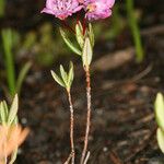 Kalmia polifolia Hábitos