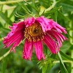 Symphyotrichum novae-angliae Flower