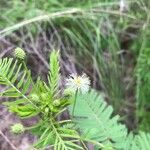 Desmanthus illinoensis Çiçek