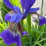 Iris sibirica Kukka